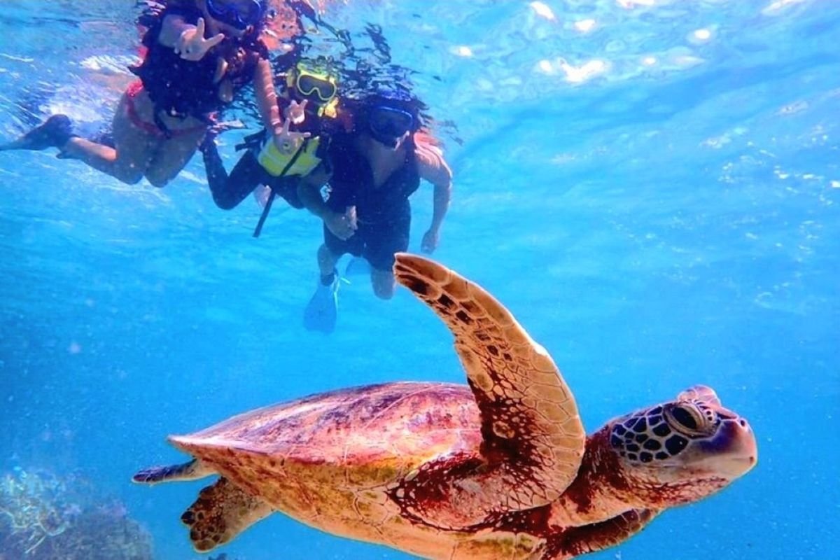 A green sea turtle swimming in clear Oahu water